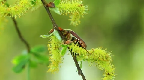 May beetle in green foliage Stock Footage 10981694