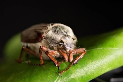 May beetle on a green leaf Foto stock