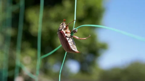 May Beetle on a Grid 스톡 동영상 293197580