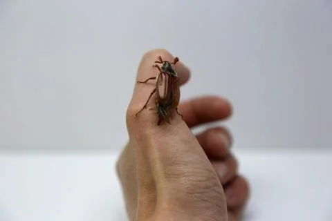 The may beetle in the hand Stock Photos