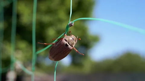 May Beetle Hanging Stock-Footage 293200578