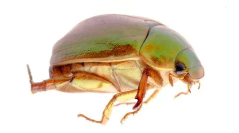  	may beetle isolated on white Stock Photos