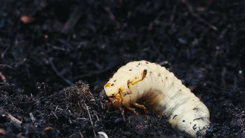 May beetle larva burrows into the ground. Common Maybug or Maybug. Stock Footage 168903409