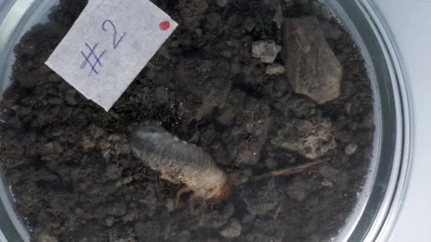 May beetle larva in the ground in a closed petri dish with the inscription on Stock Footage 243662932
