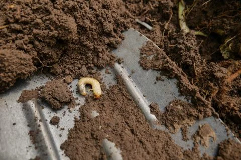 May beetle larva Stock Photos