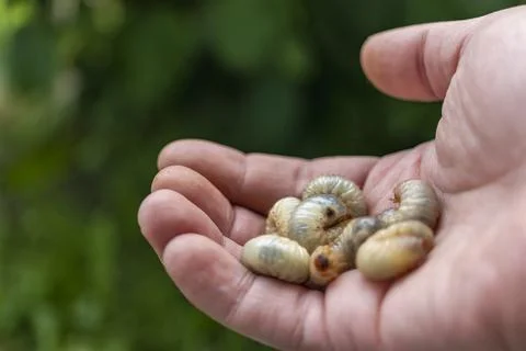 May beetle larvae close-up. Dangerous pest for the garden. Fat caterpillar. Photos