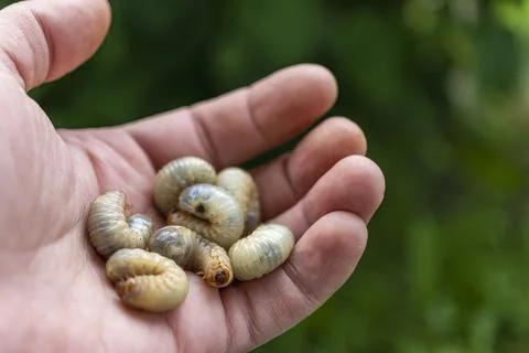 May beetle larvae close-up. Dangerous pest for the garden. Fat caterpillar. Photos