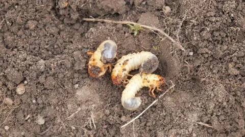May beetle larvae on the ground close-up Stock Footage 155792845