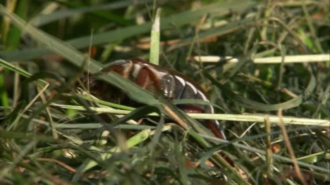 May beetle moving through cut grass with detailed close-up of head Stock Footage 326637876
