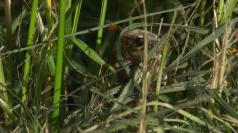 May beetle moving through cut grass with detailed close-up of head Stock Footage 326637898