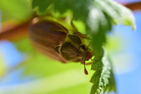A may beetle sits under a raspberry leaf Stock Photos