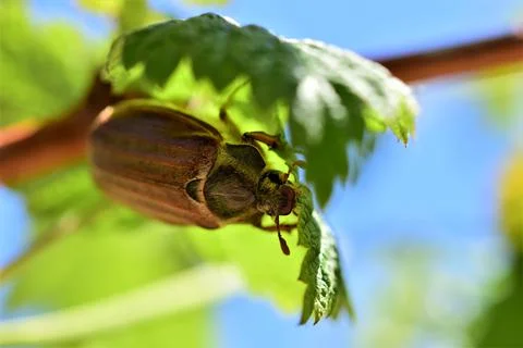 A may beetle sits under a raspberry leaf Stock Photos