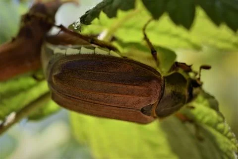 A may beetle sits under a raspberry leaf Foto stock