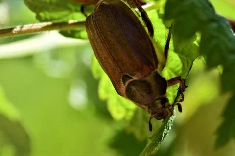 A may beetle sits under a raspberry leaf Stock Photos