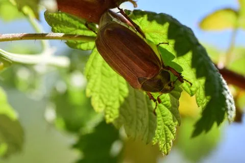 A may beetle sits under a raspberry leaf Stock Photos
