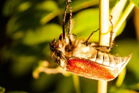 May beetle on the stem close-up. Copy space Stock Photos