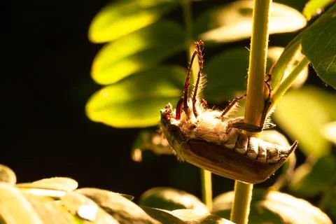 May beetle on the stem close-up. Copy space Stock Photos