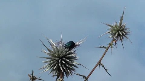 May-beetle on thistle against the sky Stock Footage 26422521