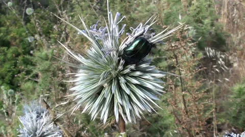 May-beetle on thistle close up Stock Footage 26422801