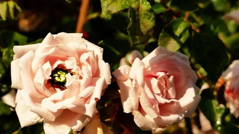 May beetle trapped in blooming pink rose, close-up handheld shot Stock Footage 318926158