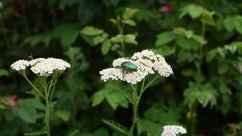May beetle on white flower on green grass background Stock Footage 112586539