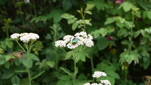 May beetle on white flower on green grass background Stock Footage 112586596