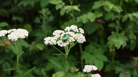 May beetle on white flower on green grass background Stock Footage 112586602