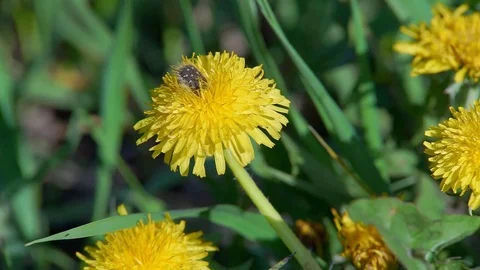 May Beetle on the Yellow Flower Stock Footage 75494893
