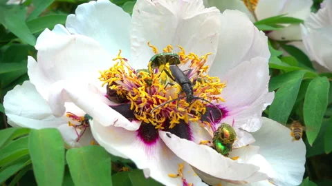 May beetles and bees on a tree like pion. Slow motion shooting of 120 fps. Stock Footage 91067548