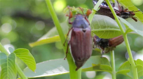 May beetles on a tree Stock Footage 50225983