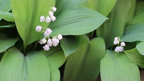 May bells Stock Footage 75265275