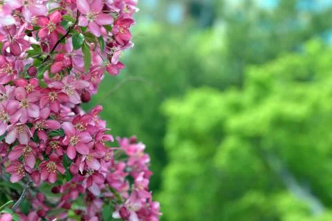 The May blooming apple tree in the city park Stock Photos