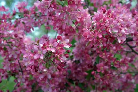 The May blooming apple tree in the city park Stock Photos