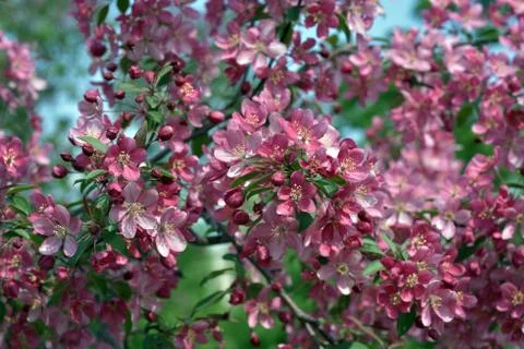 The May blooming apple tree in the city park Stock Photos