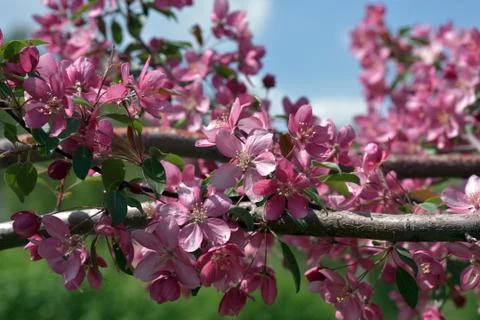 The May blooming apple tree in the city park Stock Photos