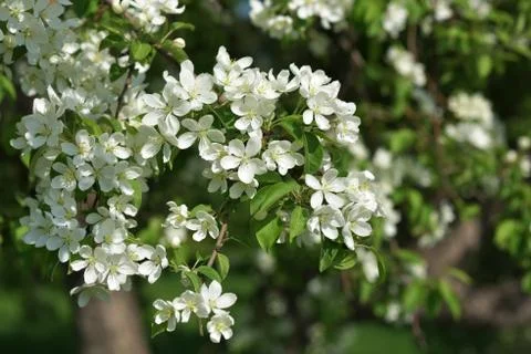 The May blooming apple tree in the city park Stock Photos