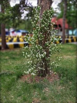 May blossom tree Stock Photos