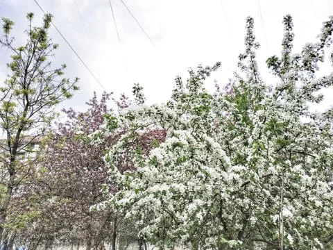 May blossom tree Stock Photos