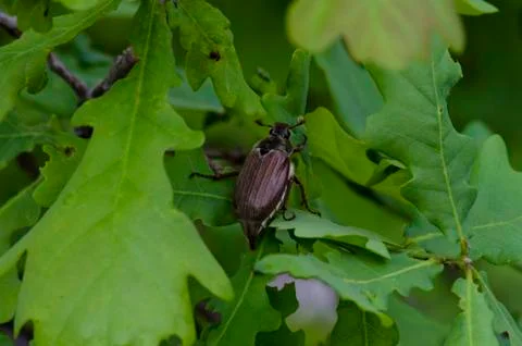 May bug on a background of green oak leaves Foto stock