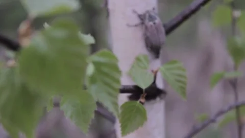 May-bug on the birch closeup Video stock 76252785