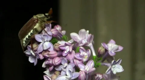 May-bug on the branches of the lilac Stock Footage 50236271