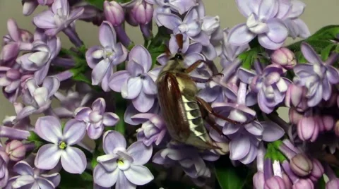 May-bug on the branches of the lilac Stock Footage 50237025