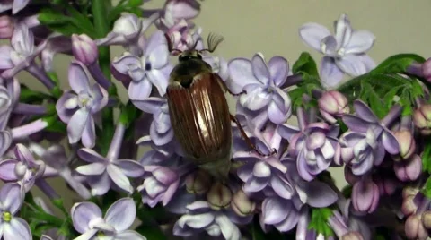 May-bug on the branches of the lilac 스톡 동영상 50237789