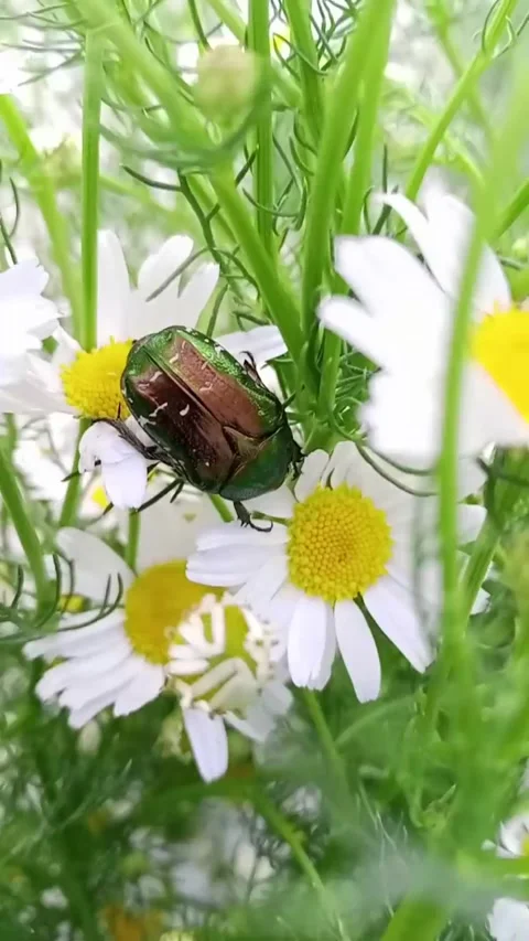 May bug on a chamomile Stock Footage 311858748
