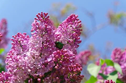 May-bug climbing on the violet lilac Stock Photos