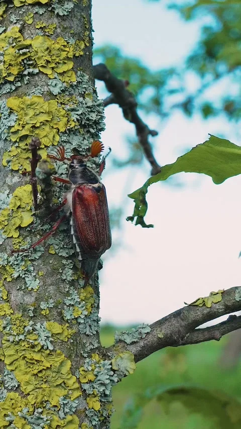 May bug, cockchafer crawl up tree trunk. Insect invasion in farmers garden Stock Footage 314741827