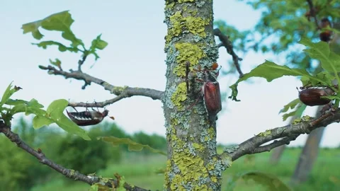 May bug, cockchafer crawling up tree trunk. Insect invasion in farmers garden Video stock 314683151