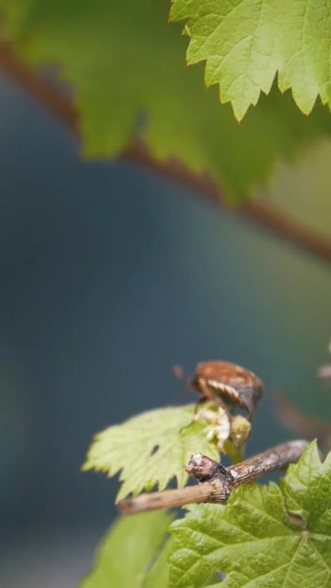 May bug crawling on a leaf, in the background girl watering the garden Stock Footage 346142378