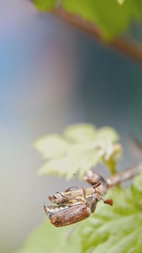 May bug crawling on a leaf, in the background girl watering the garden Stock Footage 346142450