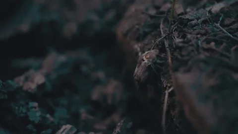 May bug (croak) crawls on the ground Stock Footage 76612532